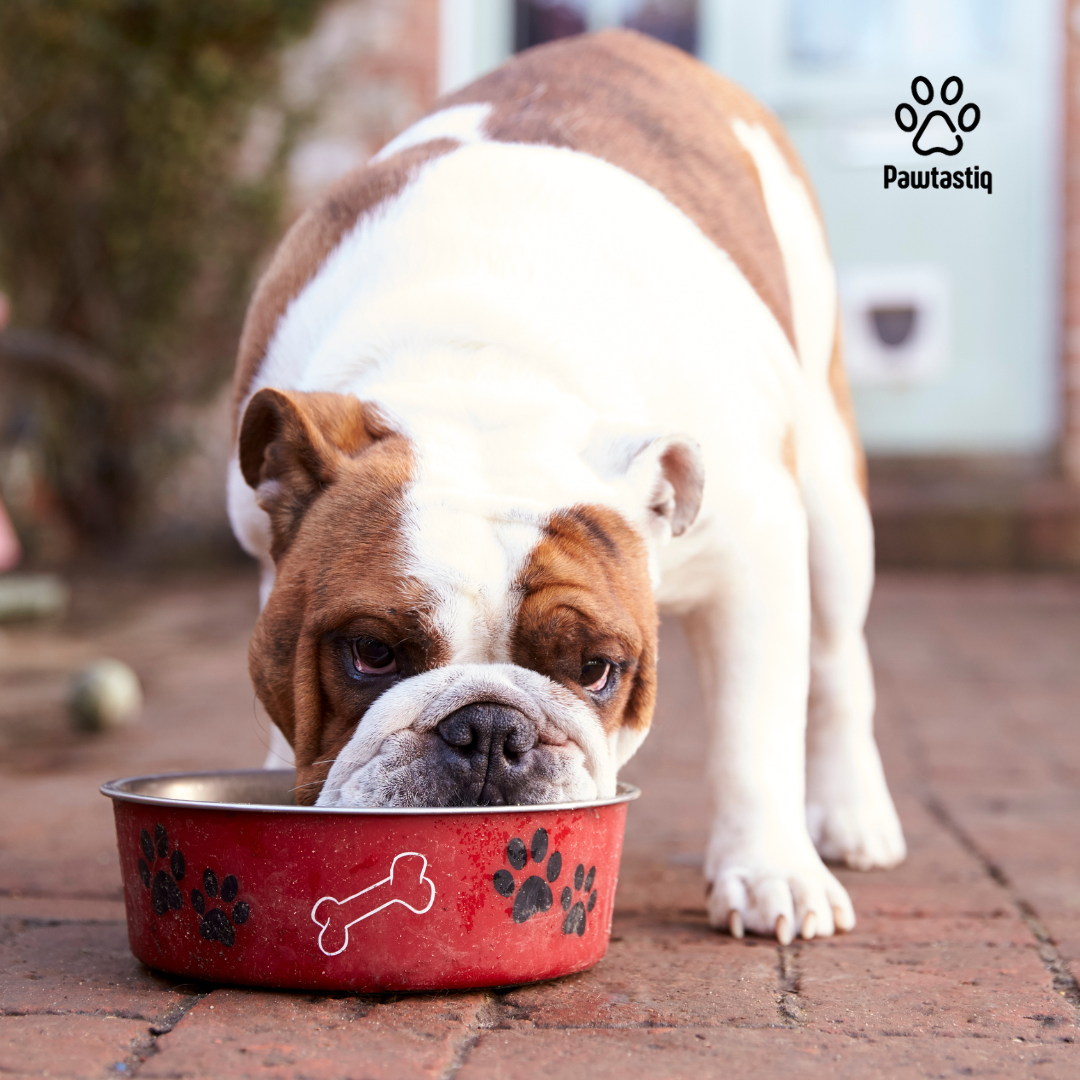 The Best Diet for Your Pet: A Comprehensive Guide