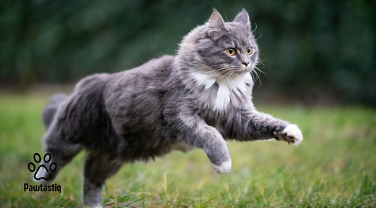 Keeping Your Pet Active: Exercise Tips for Every Type of Pet