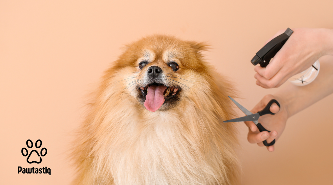 The Benefits of Grooming Your Pet Regularly