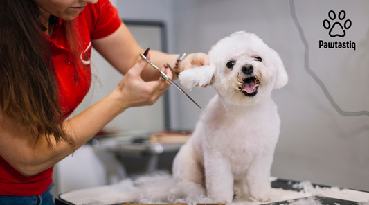 How to Choose the Right Pet Grooming Tools