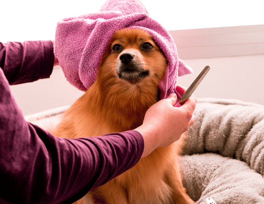 Essential Grooming Tips for a Happy, Healthy Pet