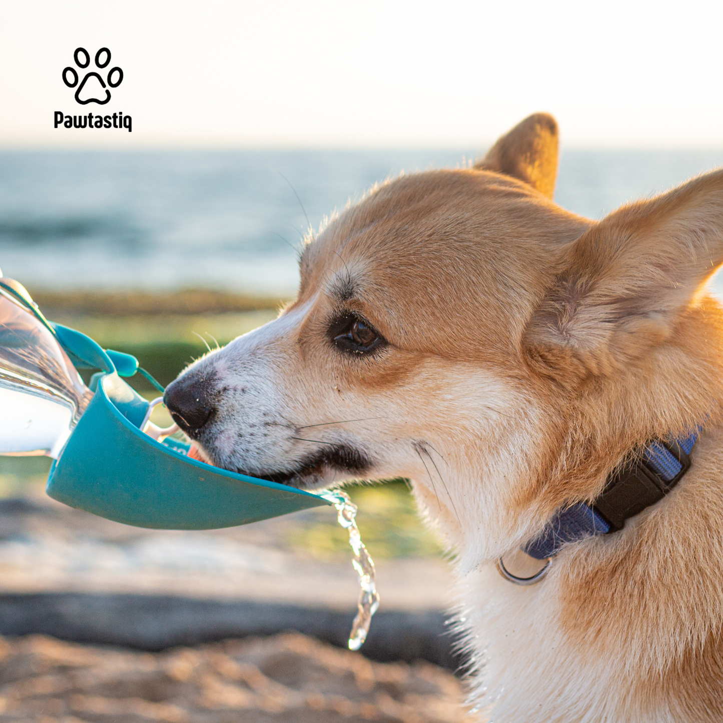 Pet Aqua Buddy – Your Pet’s Portable Water Companion